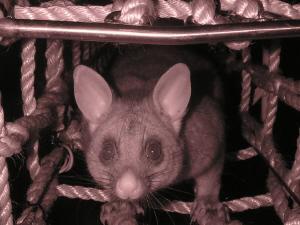 Fauna Crossings in Australia by Nationwide Netmakers